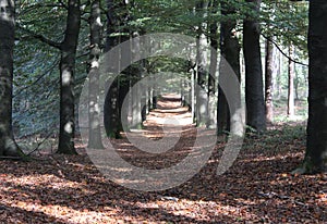 Forest path in Autumn, utrechtse heuvelrug in the Netherlands