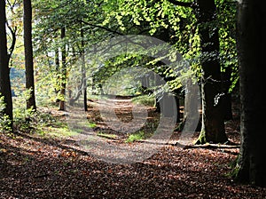 Forest path in Autumn, utrechtse heuvelrug in the Netherlands