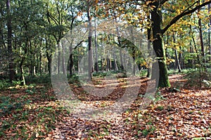 Forest path in Autumn, utrechtse heuvelrug in the Netherlands