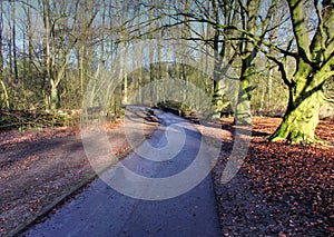 Forest path in autumn