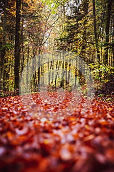 Forest path background in autumn or fall season with red foliage