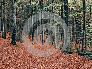 Forest path. Beautiful autumn forest landscape.