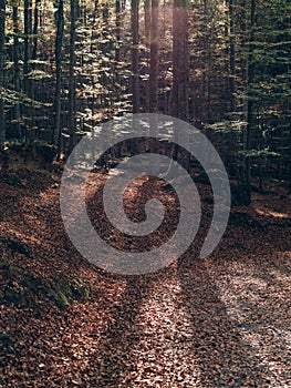 Forest path. Beautiful autumn forest landscape.