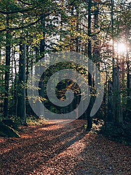 Forest path. Beautiful autumn forest landscape.