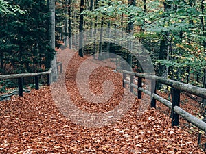 Forest path. Beautiful autumn forest landscape.