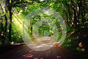 Forest path. Beautiful forest path in National Park Fruska Gora photo