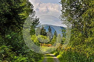 Forest path in a beautiful naturescape