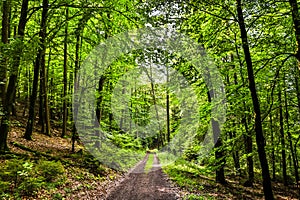 Forest path in a beautiful naturescape