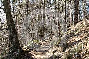 Forest path in the beginnig of the spring on the sunny day