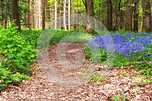 Forest path through the Bluebells