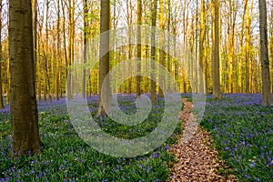 Forest Path in Bluebells Carpet