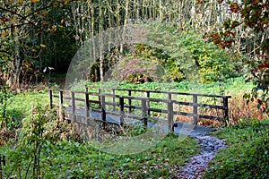 Forest path with bridge