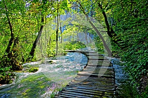 Forest path photo