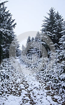 Forest path cover in snow