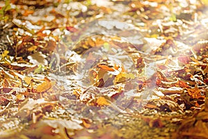 Forest path covered with autumn leaves