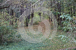 Forest Path Covered with Autumn Leaves