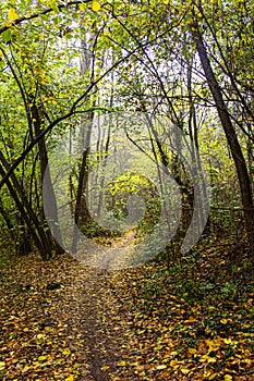 Forest path covered with colorful leaves