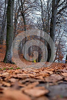 Forest path covered with dry leaves