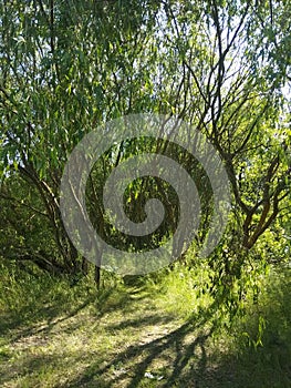 Fabulous forest path. curved tree branches. the sun`s rays shine through the trees.