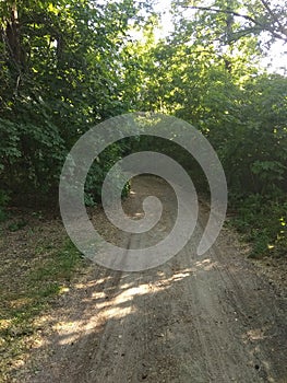 Fabulous forest path. curved tree branches. the sun`s rays shine through the trees.