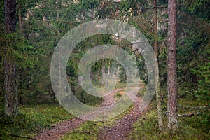 Forest path.  Dense fir forest. Hiking foot road, Nature landscape