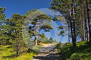 Forest path at Divcibare mountain