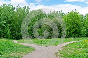 The forest path diverges in two different directions. Bifurcating footpath in a dense summer forest photo