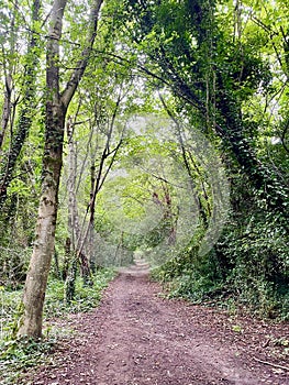 Forest path in dull light