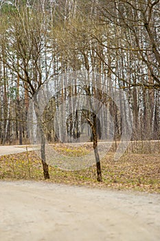 Forest path in early spring