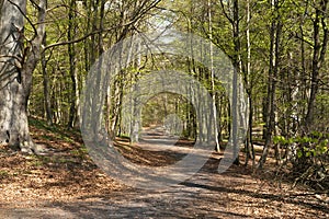 Forest path in early spring