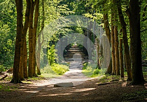 Forest path in Ede, Province Gelderland, with an old stone known in local dutch folklore as De Bloedsteen (blood stone)