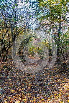 Forest path on edge of forest, autumn, Slovakia