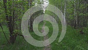 Forest path in the evening in summer movement background abstraction