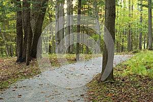 Forest path fall landscape trees tranquil scene