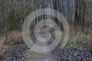 Forest path with fallen leafes