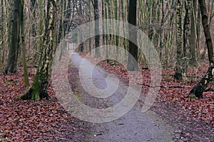 Forest path with fallen leafes