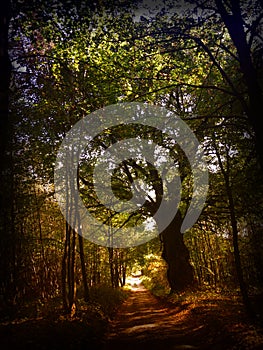 Forest path with giant tree in autumn