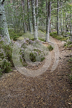 Forest path and heather at Abernethy Caledonian forest in Scotland