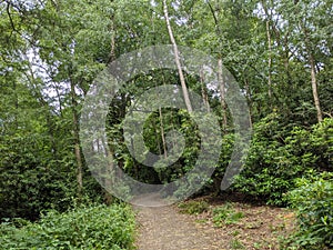 Forest path through a heavily forested area