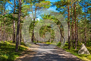 Forest path at Hel peninusla in Poland