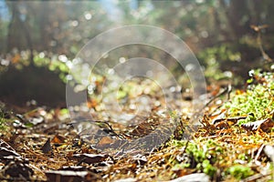 Forest path illuminated by the sun, bottom view. Autumn, fallen leaves, needles