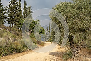 A Forest Path in the Judea Mountains, Israel