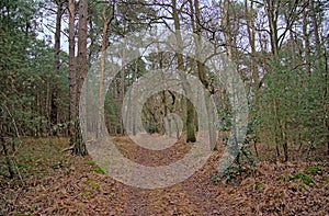 Forest path in Kalmthout heath nature reserve