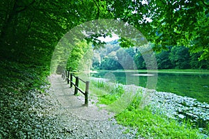 Forest path by the lake