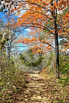 Forest path leads past trees of green, yellow and orange on an Autumn day in Northern Illinois