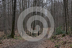 Forest path, leafless old trees and the ground covered with dry leaves in spring.