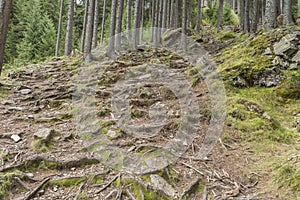 Forest path in Lessachtal in Lungau in Austria