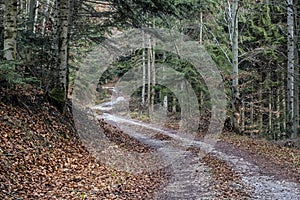 Forest path, Low Tatras mountains, Slovakia