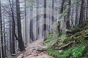 Forest path with many trees