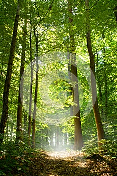 Forest path in mist